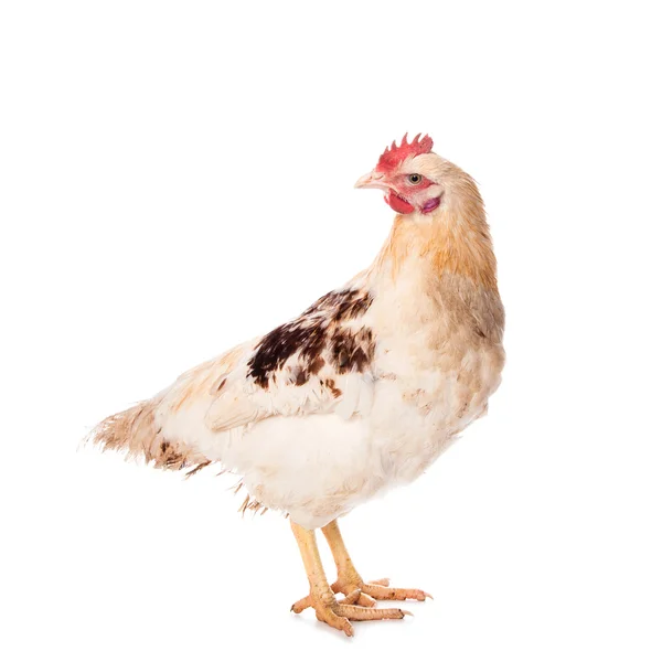 White chicken — Stock Photo, Image