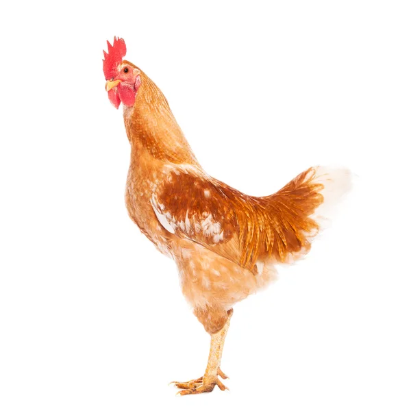 Rooster isolated on white background — Stock Photo, Image