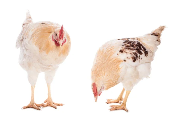 Rooster and chicken — Stock Photo, Image