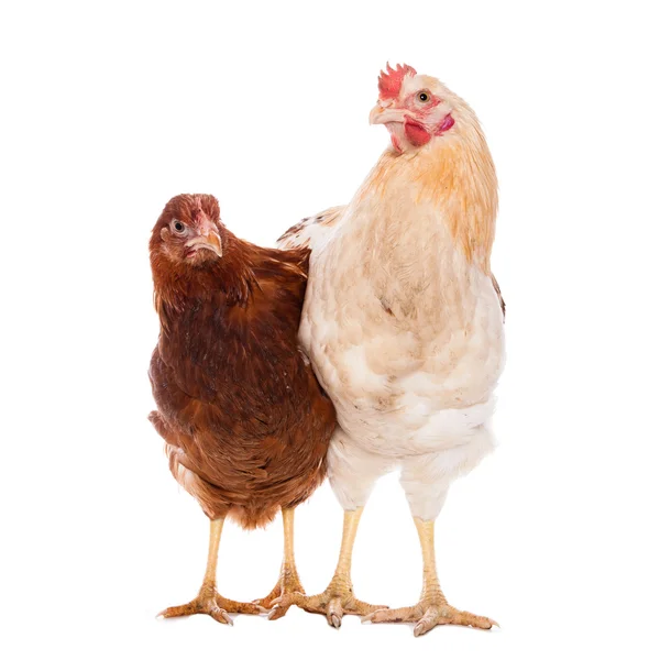 Kogut i kurczaka — Zdjęcie stockowe
