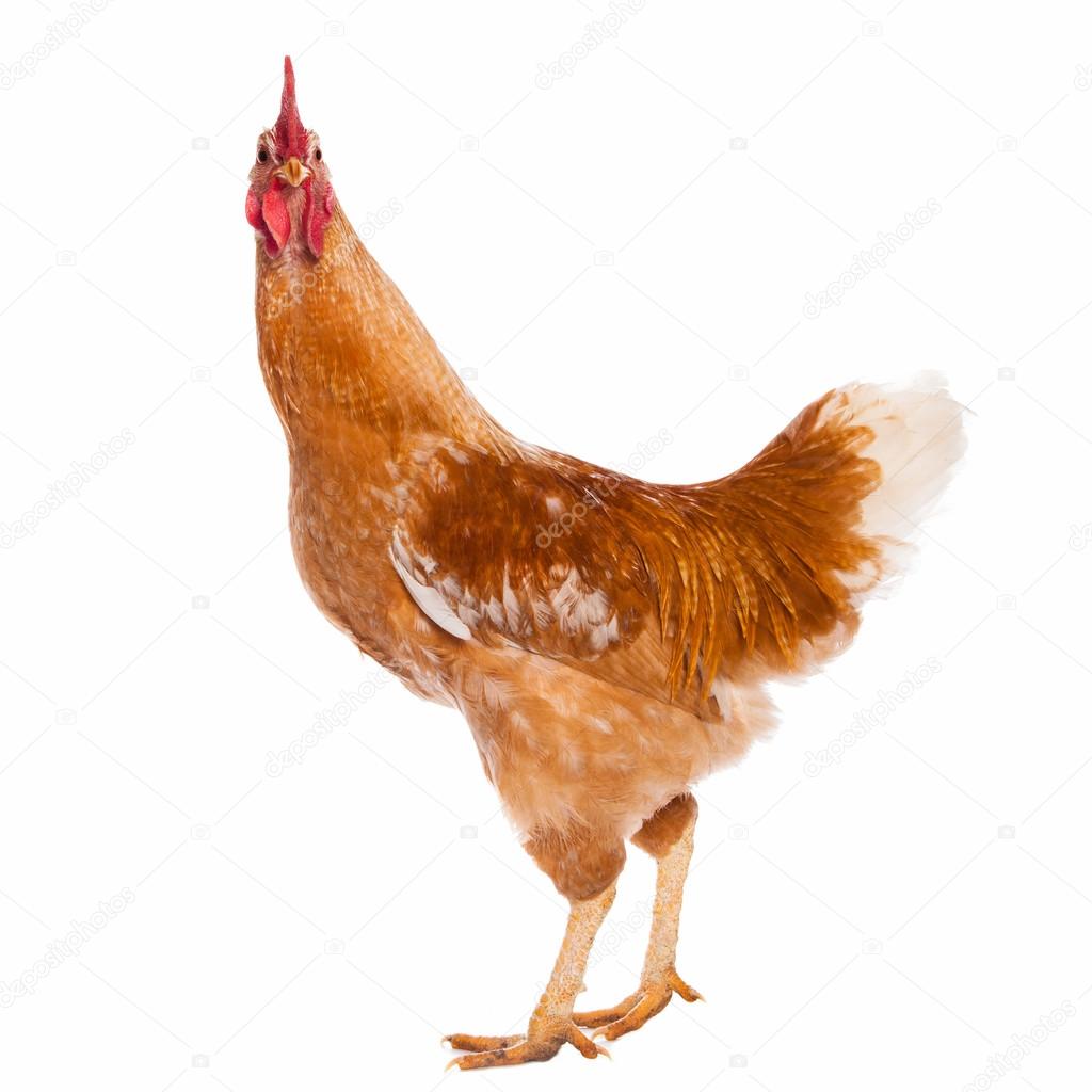 Rooster isolated on white background