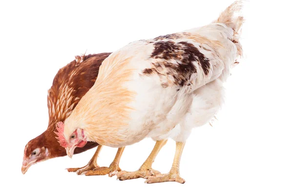 Kogut i kurczaka — Zdjęcie stockowe