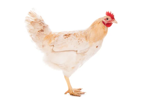 Vacker vit kyckling — Stockfoto