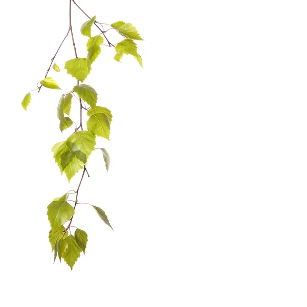 Birch branch — Stock Photo, Image