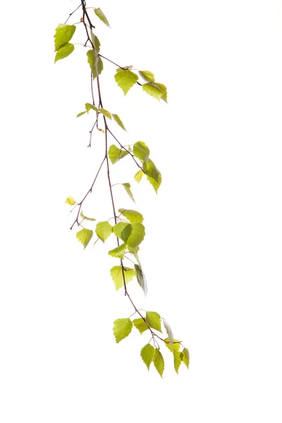 Branche de bouleau — Photo