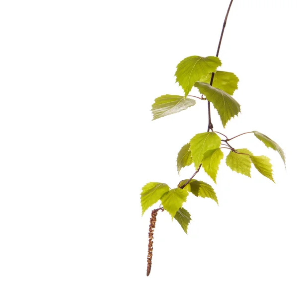 Birch branch — Stock Photo, Image