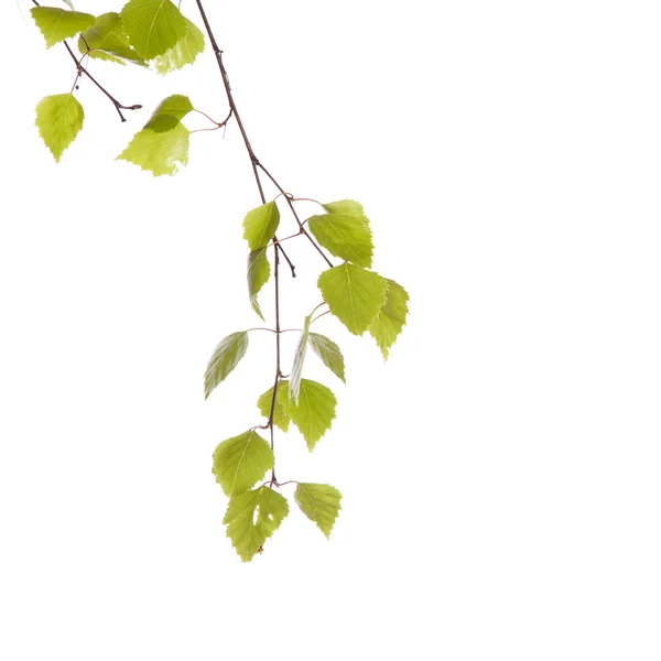 Birch branch — Stock Photo, Image