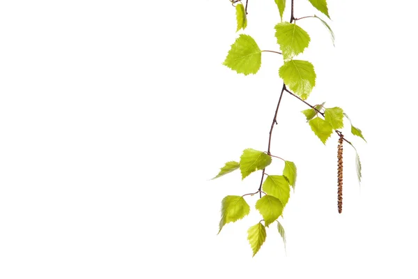 Birch branch — Stock Photo, Image