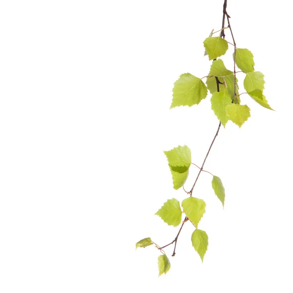 Birch branch — Stock Photo, Image