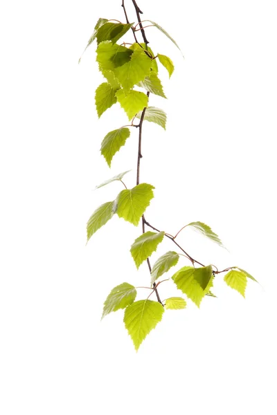 Birch branch — Stock Photo, Image