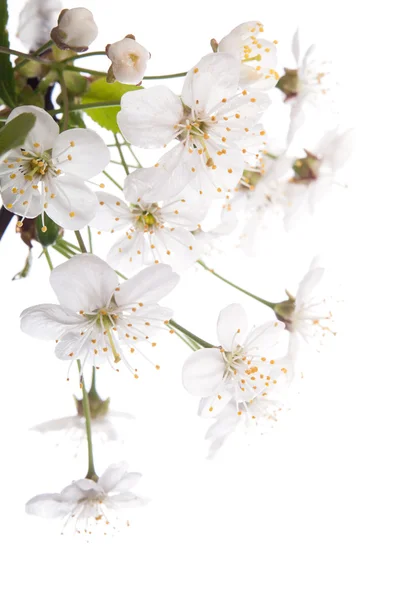 Flores de cerejeira — Fotografia de Stock