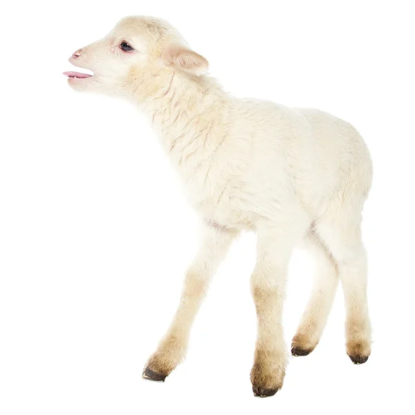 White baby lamb — Stock Photo, Image