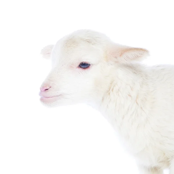 Cordero bebé blanco — Foto de Stock