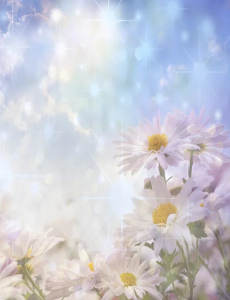 Blommor och solljus — Stockfoto