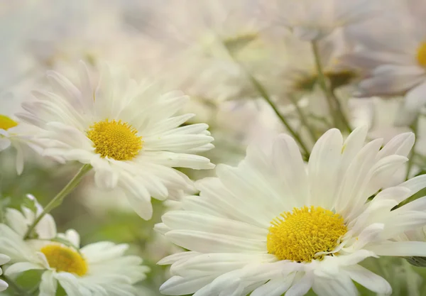 Vintage flowers background — Stock Photo, Image