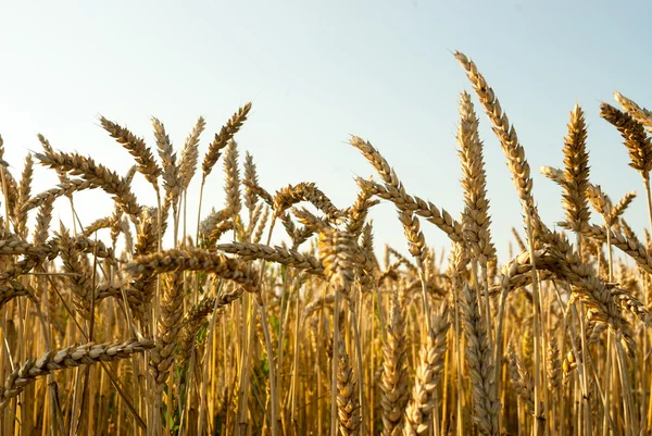 Buğday field.landscape. — Stok fotoğraf