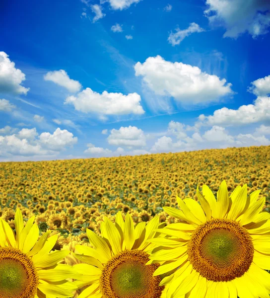 Field of flowers of sunflowers — Stock Photo, Image