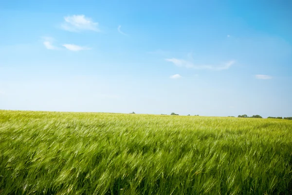 Пшеничное поле. Пейзаж — стоковое фото