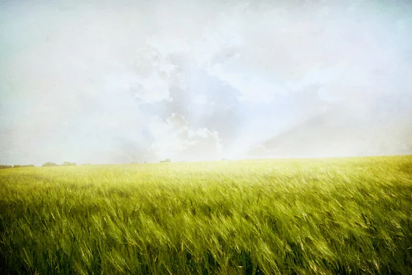 Пшеничное поле. Пейзаж — стоковое фото