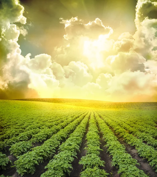 Landskap. potato fält. — Stockfoto