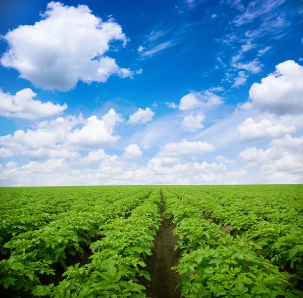 풍경입니다. 감자 밭. — 스톡 사진