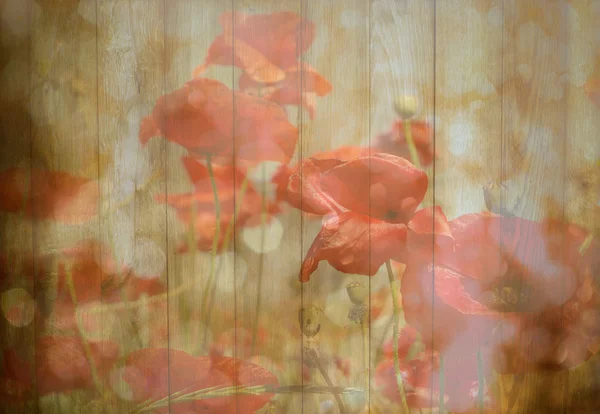 在背景上的罂粟花朵 — 图库照片