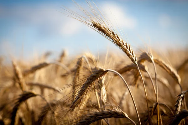 Tarwe op het veld — Stockfoto