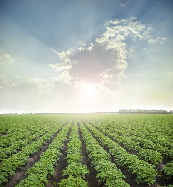 Landscape. potato field. Stock Image