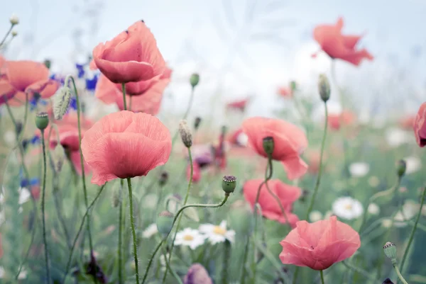 Flores de amapola en verano — Foto de Stock