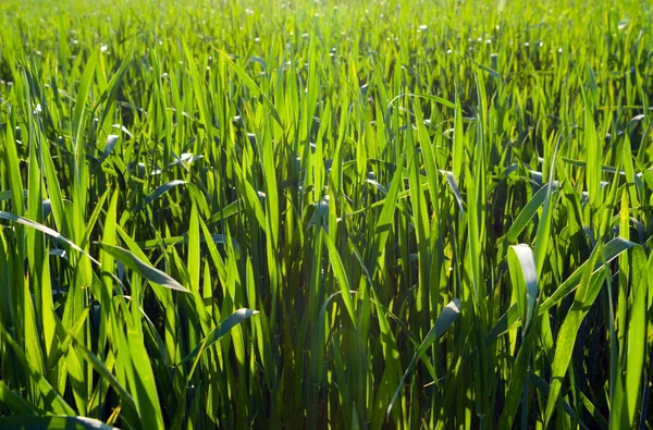 Frühling Hintergrund mit Gras — Stockfoto