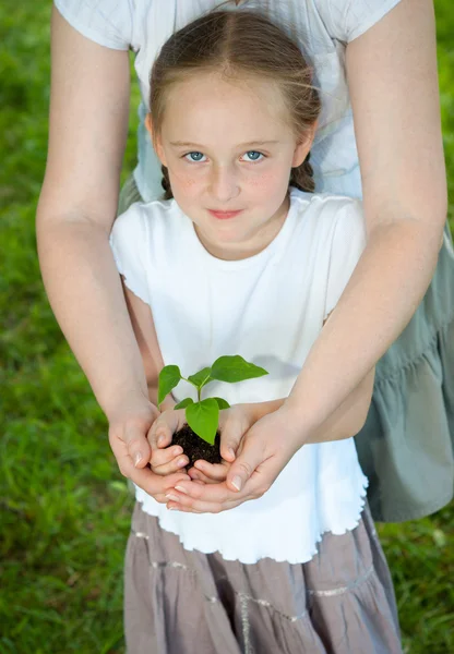 Plant in handen — Stockfoto