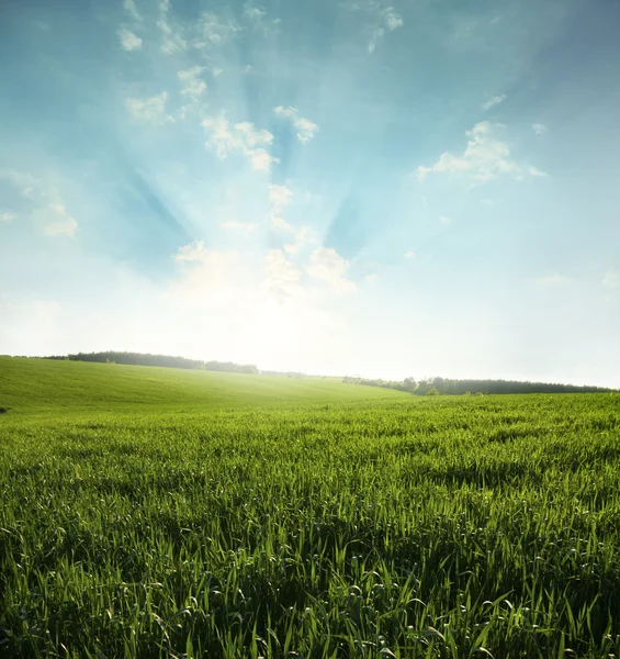 Groene weide blauwe lucht — Stockfoto