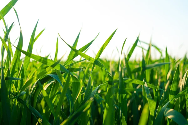 Zielona łąka pod niebem — Zdjęcie stockowe