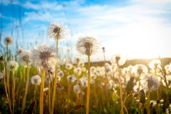 Löwenzahn auf der Wiese — Stockfoto