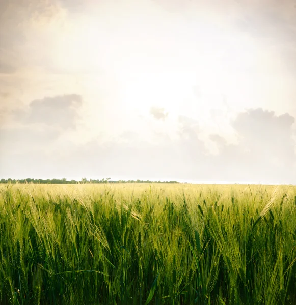 Пшеница на поле — стоковое фото