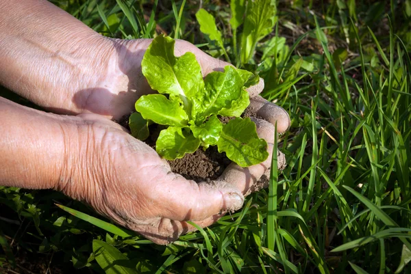 Handen met jonge plant. — Stockfoto