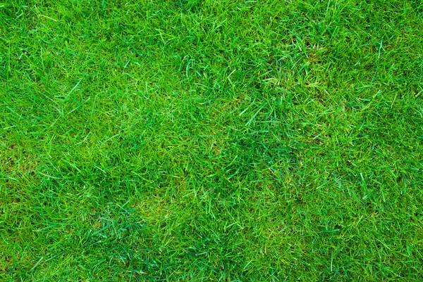 Fond printanier avec herbe — Photo