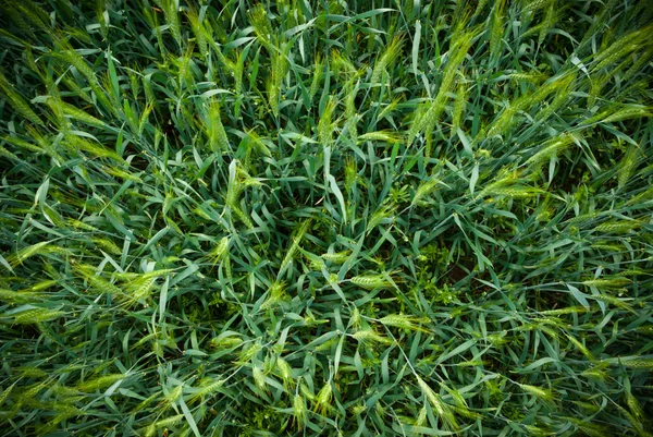 Fresh Wheat Grass — Stock Photo, Image
