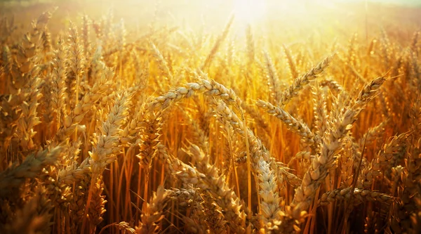 畑の小麦は — ストック写真