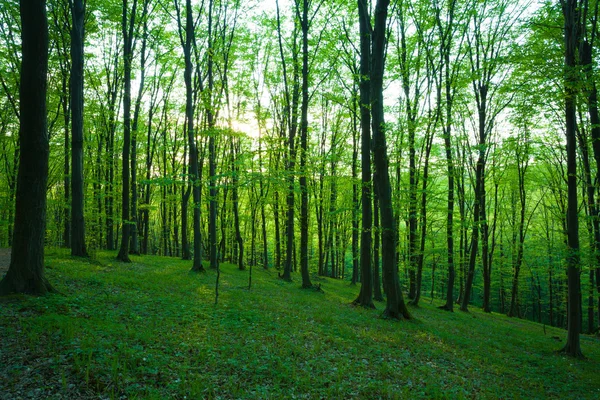 Nascer do sol na floresta verde — Fotografia de Stock