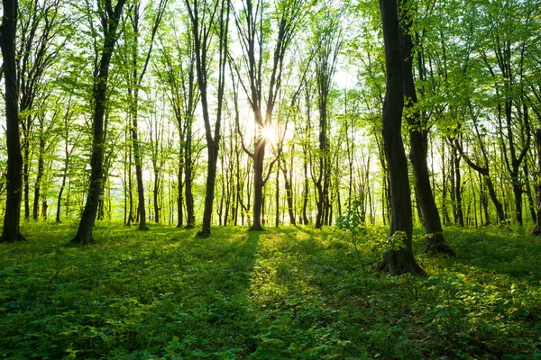 Sonnenaufgang im grünen Wald — Stockfoto