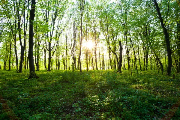 Nascer do sol na floresta verde — Fotografia de Stock