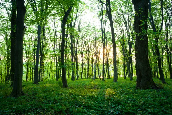 Východ slunce v zeleném lese — Stock fotografie