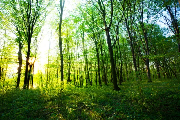 Východ slunce v zeleném lese — Stock fotografie