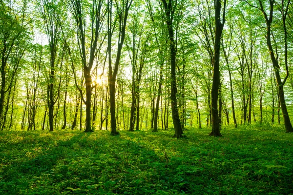 Soluppgång i den gröna skogen — Stockfoto