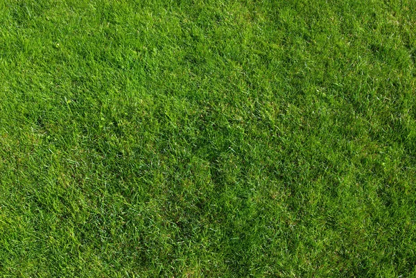 Grass texture in garden — Stockfoto