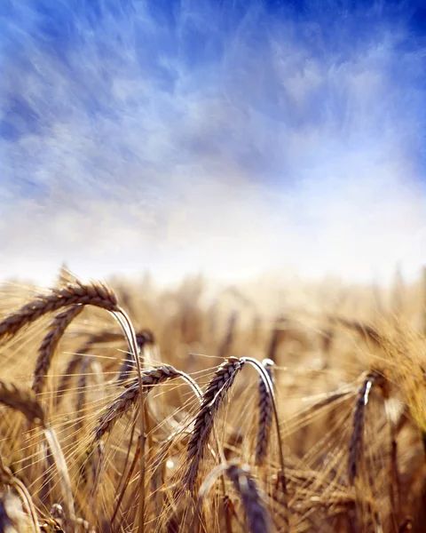 Buğday tarlası — Stok fotoğraf