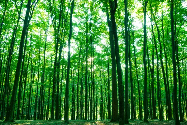 Solljus i den gröna skogen — Stockfoto