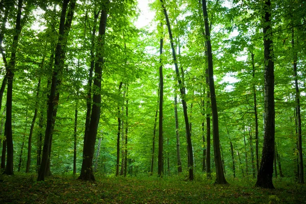Las w rano — Zdjęcie stockowe