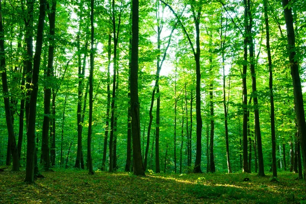Wald am Morgen — Stockfoto